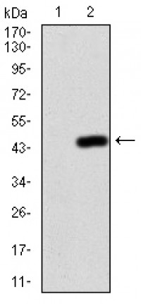 NFKBIA Primary Antibody  MP30797T [M4D4C4]