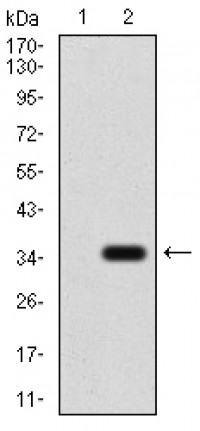 P2RY13 Primary Antibody MP30800T [M3E8C12]