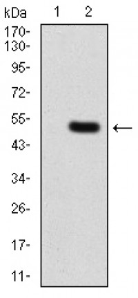 CBX1 Primary Antibody MP30801 [M2B7D6]