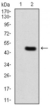 PLCG2 Primary Antibody MP30804 [M2D9E8]