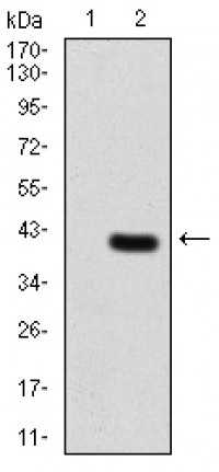 TERT Primary Antibody MP30809 [M3H2G9]