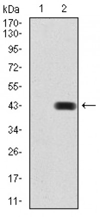 BMP2 Primary Antibody MP30814 [M9E10G12]