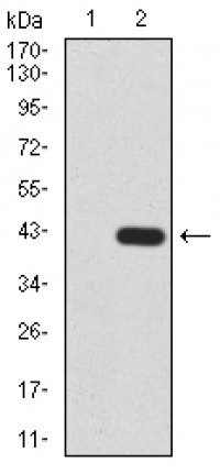 HDAC2 Primary Antibody MP30829 [M4D8C3]