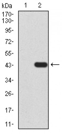 TARDBP Primary Antibody MP30830 [M7F9A6]