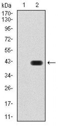 PROM1 Primary Antibody MP30841 [M2F8C5]