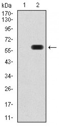 ATG16L1 Primary Antibody MP30848 [M8F8C2]