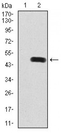 DNMT3B Primary Antibody MP30854 [M4D1A2E5]
