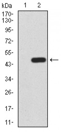 LGR5 Primary Antibody MP30878 [M2B5B9]