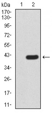Notch3 Primary Antibody MP30904 [M3E2D9]
