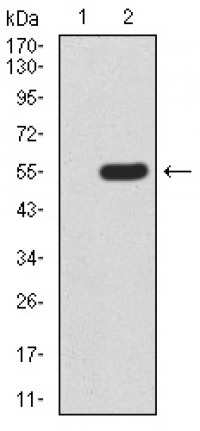 mTOR Primary Antibody MP30910 [M8H5A5]
