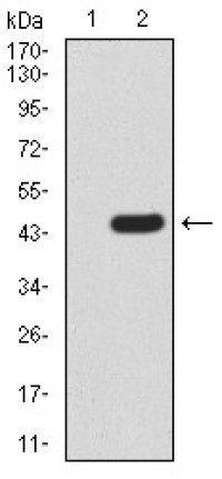 BMP4 Primary Antibody MP30913 [M3C11C7]
