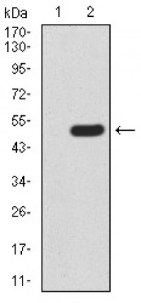 FOXP3 Primary Antibody MP30914 [M4F12A2]