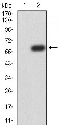 ATG14L Primary Antibody MP30931 [M1F7C10]