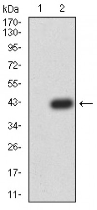 PRDM4 Primary Antibody MP30934 [M4B6E8]