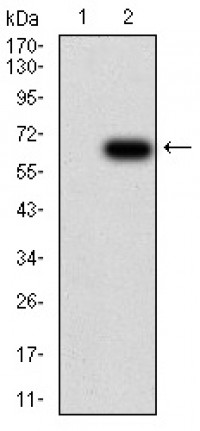 PTPN6 Primary Antibody MP30938 [M2E9E4]