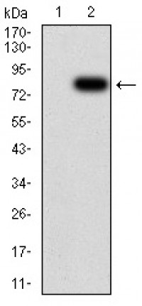 KPNA2 Primary Antibody MP30947 [M1E8B7]