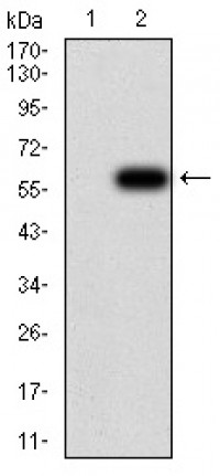 YWHAB Primary Antibody MP30960 [M3D2E10]