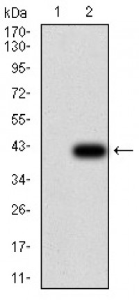 PLCG1 Primary Antibody MP30963 [M3H1C10]