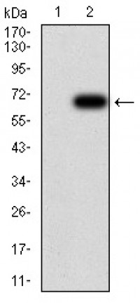 HDAC6 Primary Antibody MP30964 [M4G6F9]