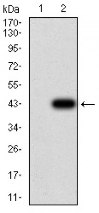 RAD21 Primary Antibody MP30969 [M1B6D1]