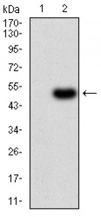 RNLS Primary Antibody MP30979 [M1C11E8]
