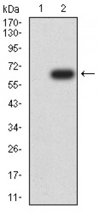 DNMT1 Primary Antibody MP30992 [M2D10G8]