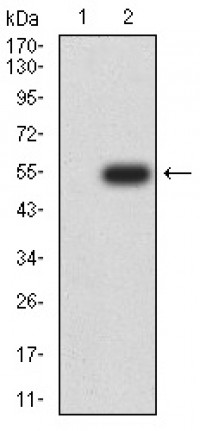 RAN Primary Antibody MP30993 [M8D1A6]