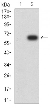 KDM1A Primary Antibody MP31022 [M3F9D2]