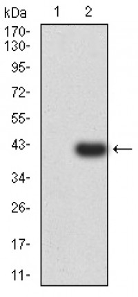 PSMC3 Primary Antibody MP31041 [M1G10C9]