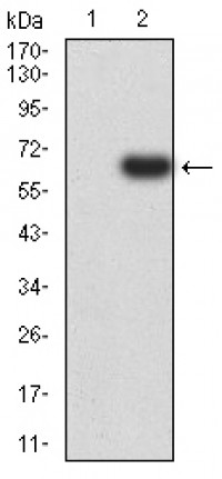 EIF5 Primary Antibody MP31052 [M6D6H11]