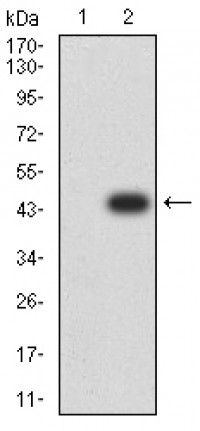 RBFOX3 Primary Antibody MP31082 [M1H3B2]