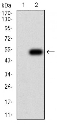 ANAPC10 Primary Antibody MP31140 [M8F1D10]