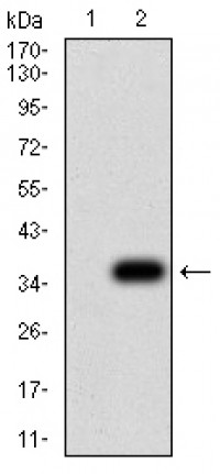 NS1 Primary Antibody MP31141 [M8E6E10]