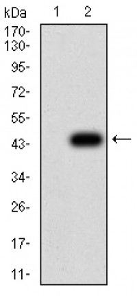 ROP1 Primary Antibody MP31143 [M4A7E12]