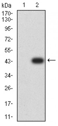 PCDH9 Primary Antibody MP31221 [M7G3A2]