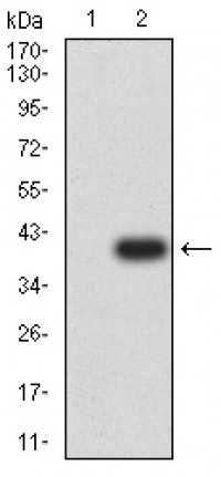RUNX1 Primary Antibody MP31228 [M6C12B3]