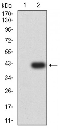 ADORA2A Primary Antibody MP31299 [M6A6G11]