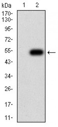 CD110 Primary Antibody MP31327 [M1D6B7]
