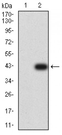 CD183 Primary Antibody MP31359 [M5C10B3]