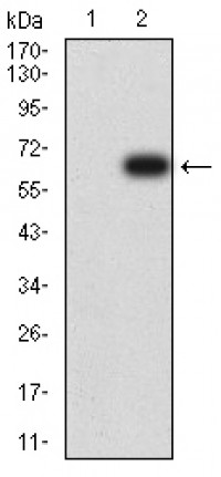 CD158E1 Primary Antibody MP31360 [M2C3B6]