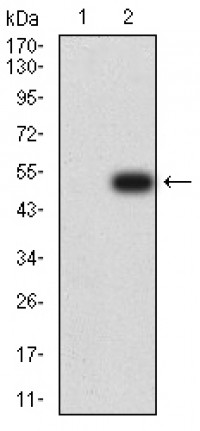 CD134 Primary Antibody MP31363 [M3G5G7]