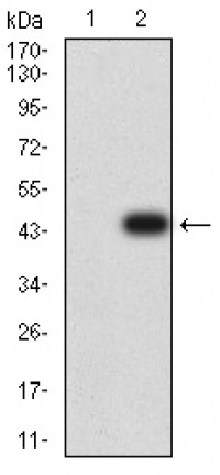 BTLA Primary Antibody MP31369 [M7B8B4]