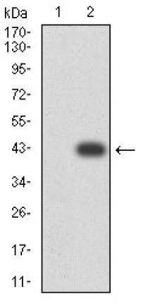 CD227 Primary Antibody MP31407 [M3B10B4]
