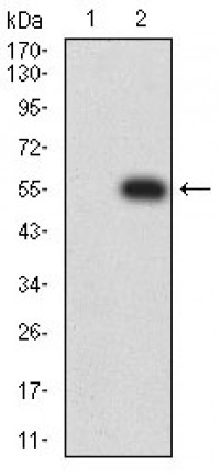 LILRA5 Primary Antibody MP31474 [M1B5D10]