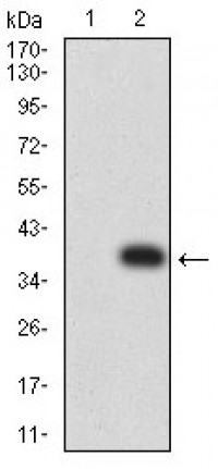CCL4 Primary Antibody MP31478  [M8F1C2]