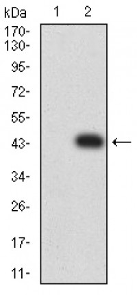 TNFRSF18 Primary Antibody MP31485 [M4H2D6]