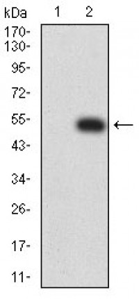 CD49C Primary Antibody MP31492 [M5F1D4]