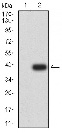 CD53 Primary Antibody  MP31519 [M1H2C7]