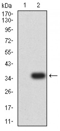 GITR Primary Antibody MP31522  [M6H8B9]