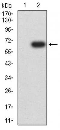 CD327 Primary Antibody MP31534  [M3C11C12G1]
